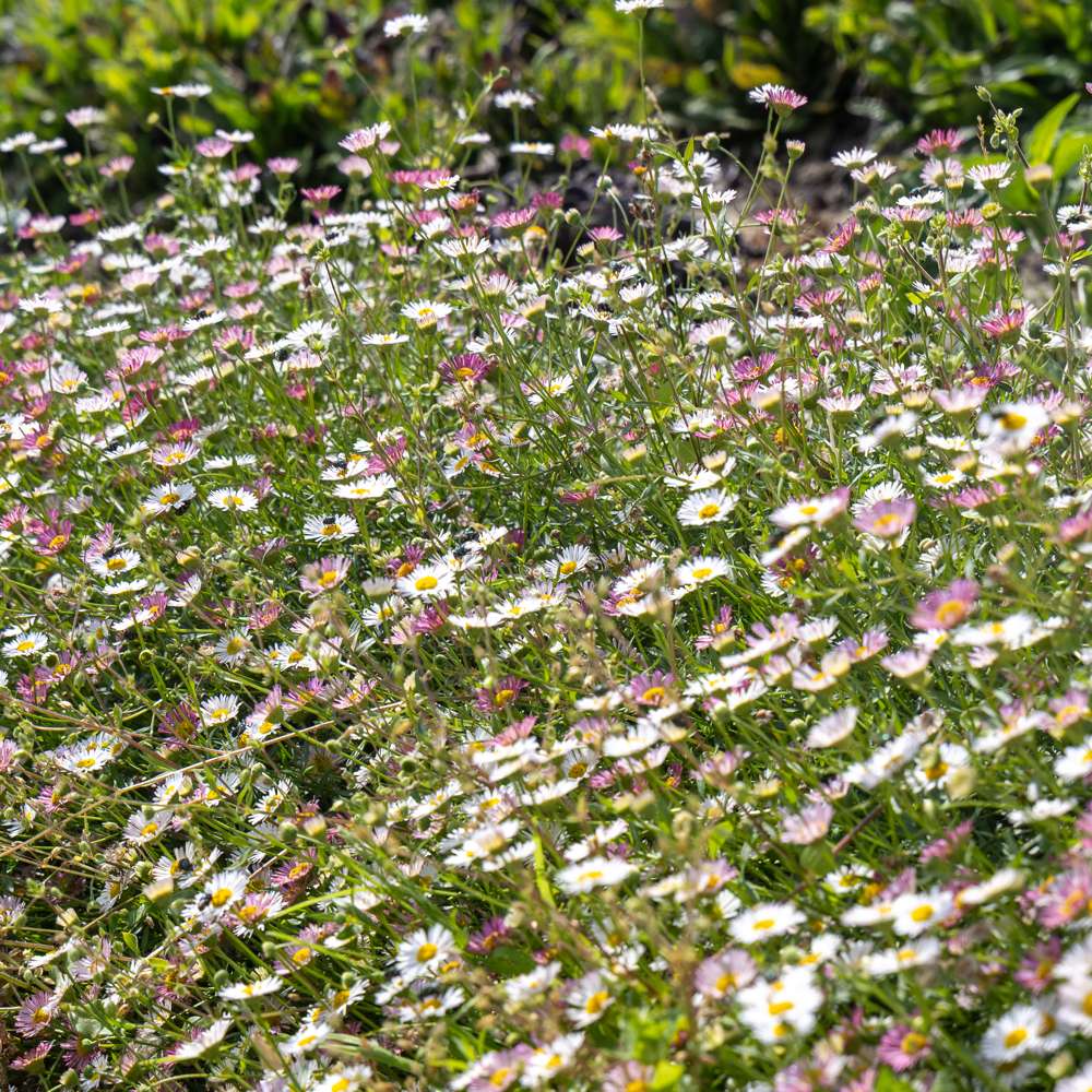 Murbinka 'Profusion' (frö)